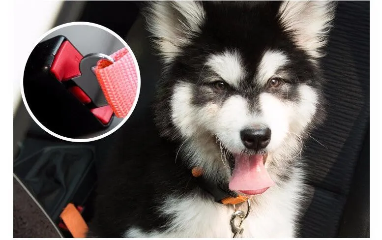 Dog Seat Belt