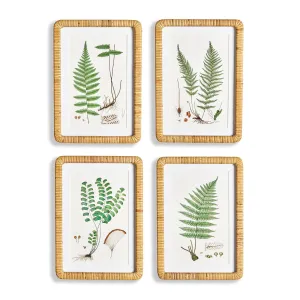 Forest Fern Prints, Set Of 4