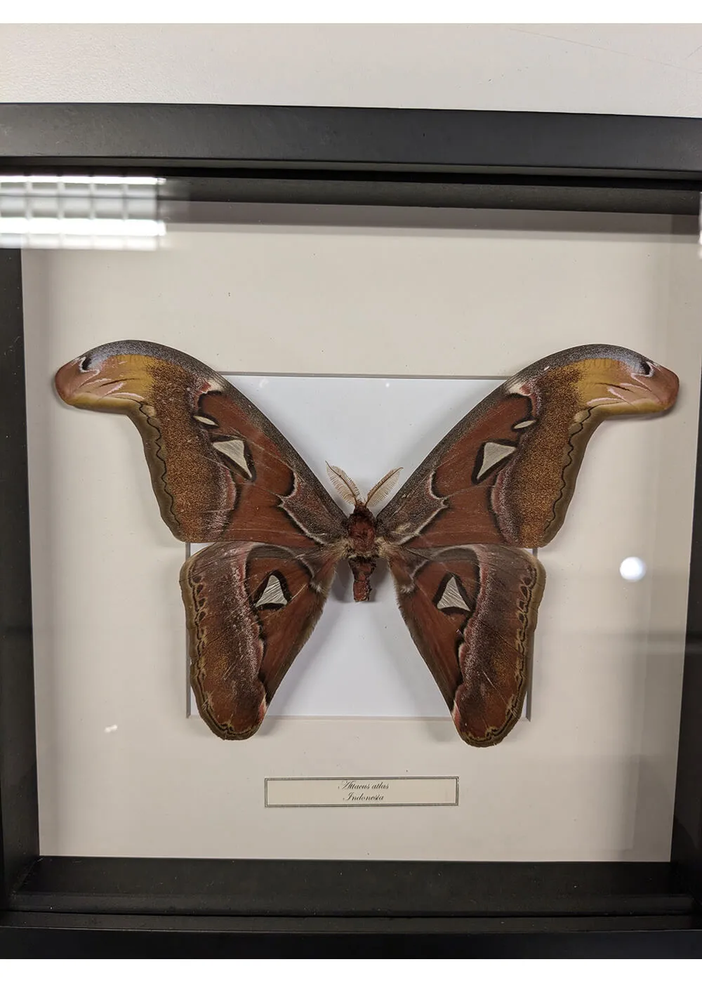 Succubus Curiosities Atlas Moth Black Frame