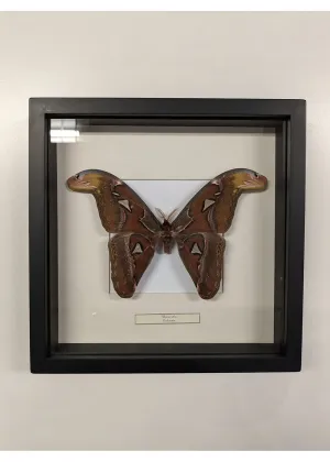 Succubus Curiosities Atlas Moth Black Frame