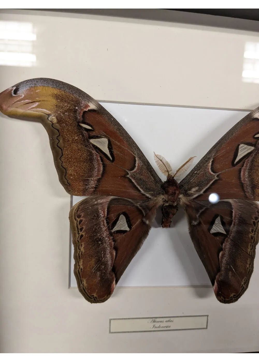 Succubus Curiosities Atlas Moth Black Frame