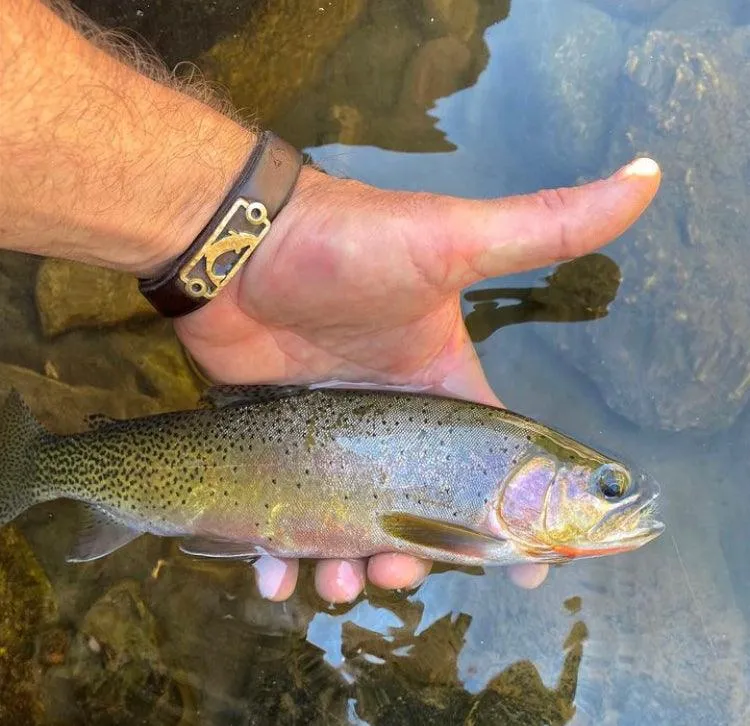 The Cutthroat Belt